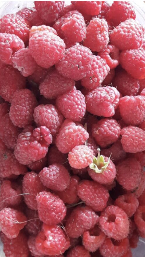 Raspberries Per Kilo May/June 2022